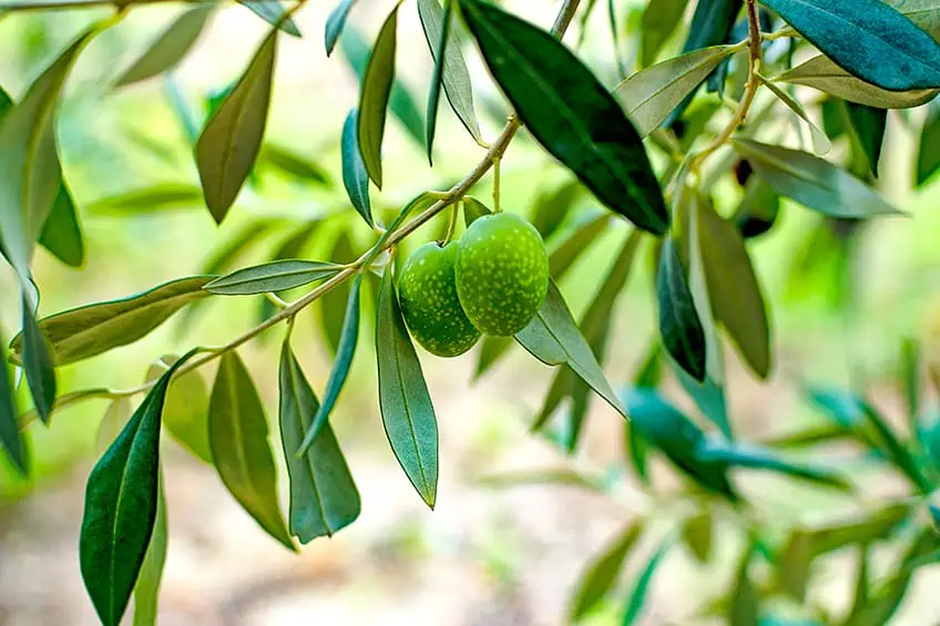 olive color