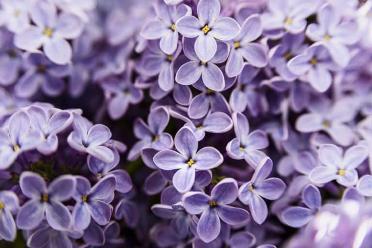 Shades of Purple – Learn About the Various Types of Purple