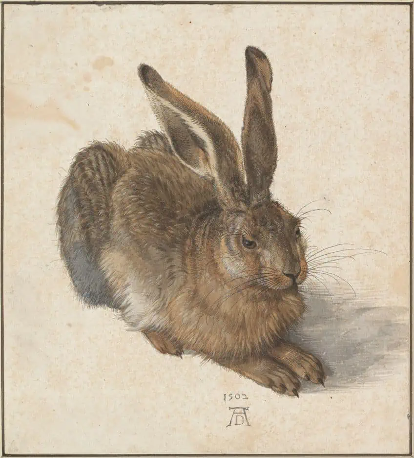 Dürers Rabbit
