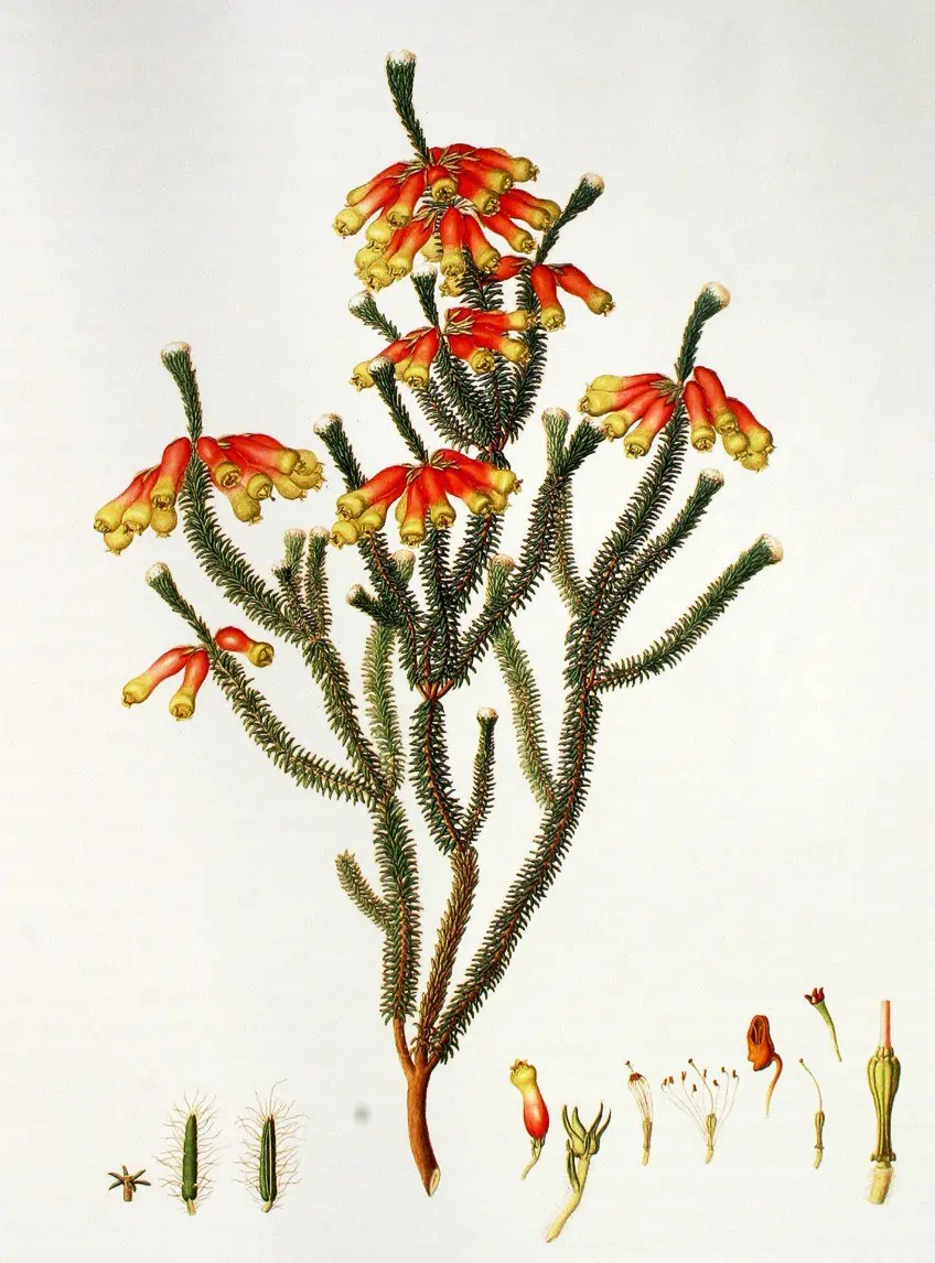 Scientific Botanical Illustration