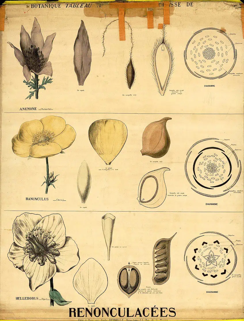 Victorian Botanical Illustration